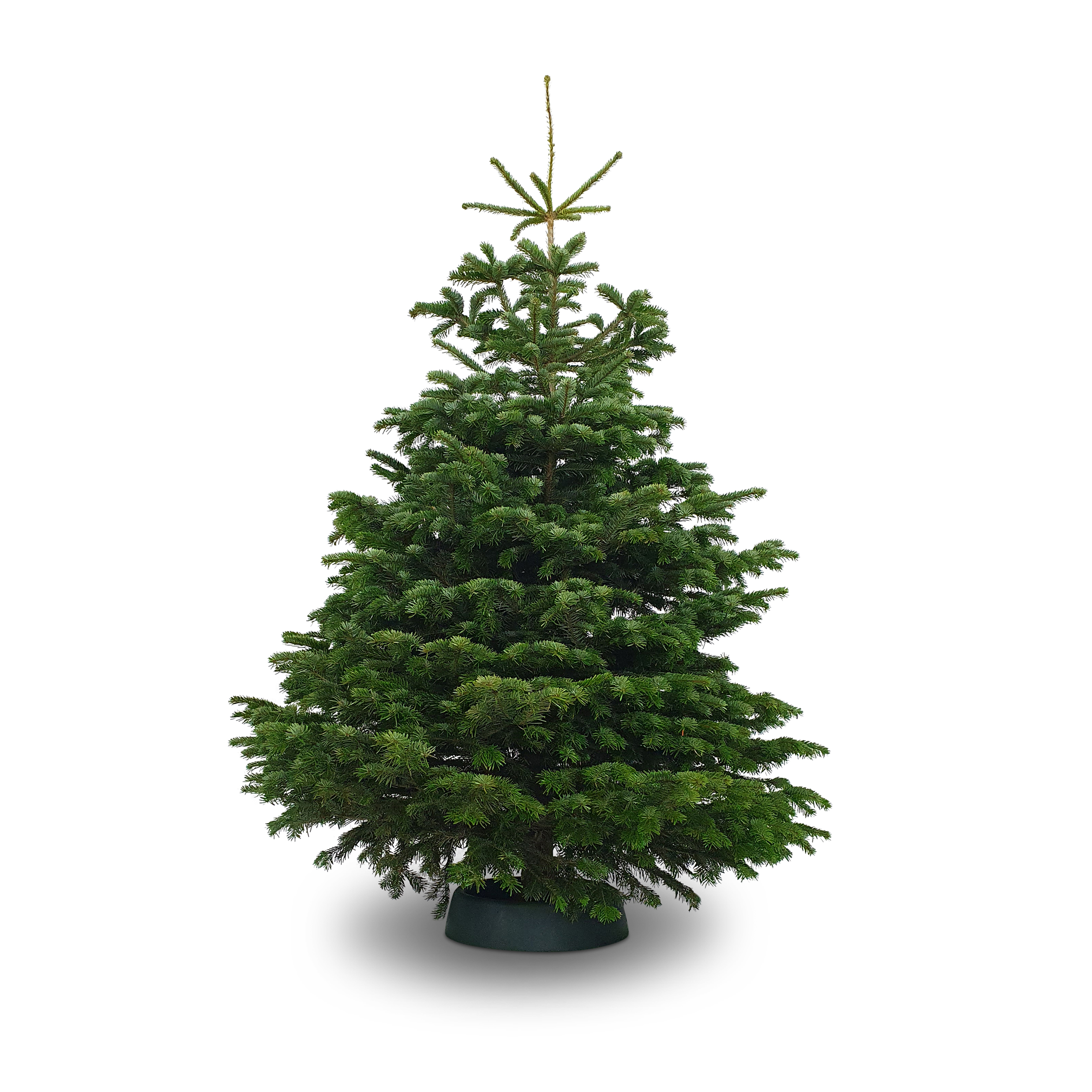 Nordmanntanne 2,00 m