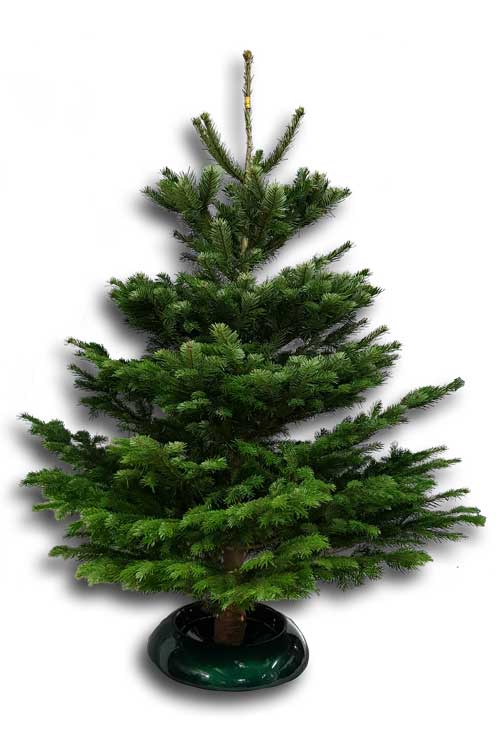 Nordmanntanne 175cm