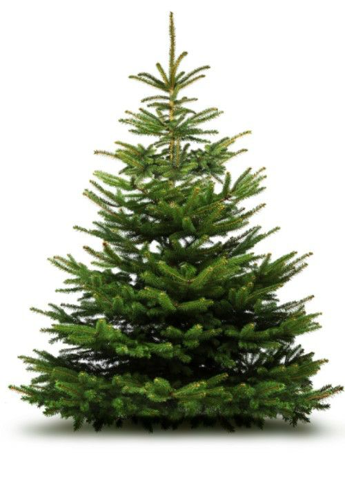 Nordmanntanne 2,75 m 