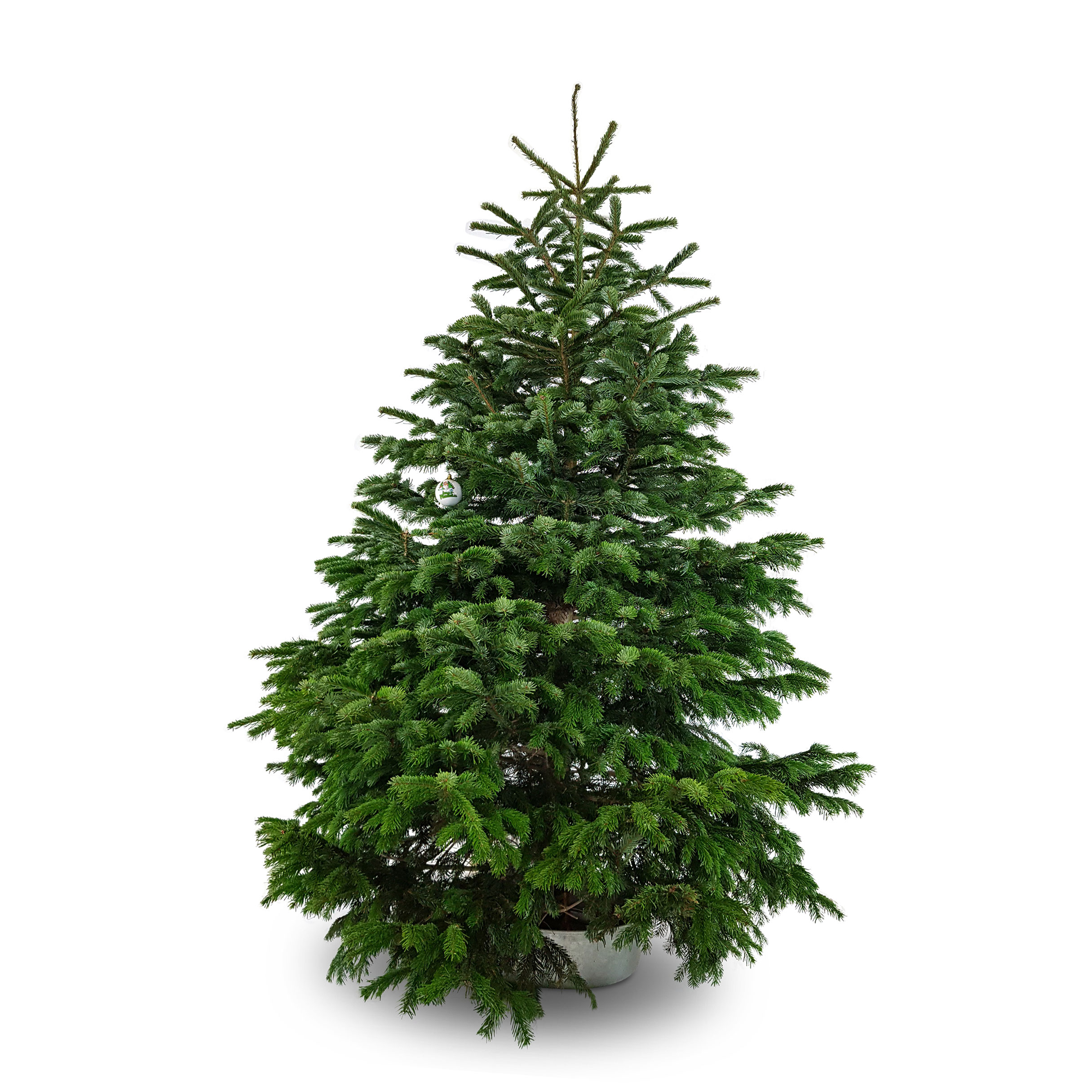 Nordmanntanne 2,50 m